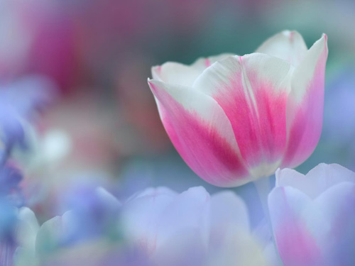 flower_tulips_perfect_garden_flower